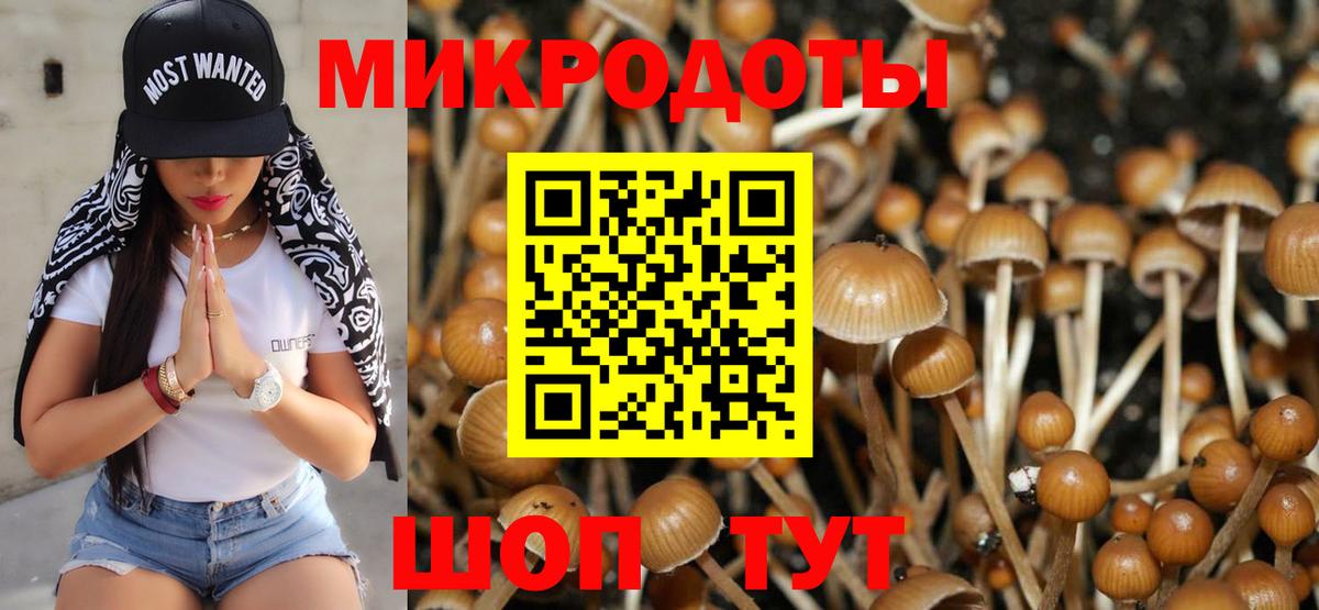Псилоцибиновые грибы Cubensis Сланцы